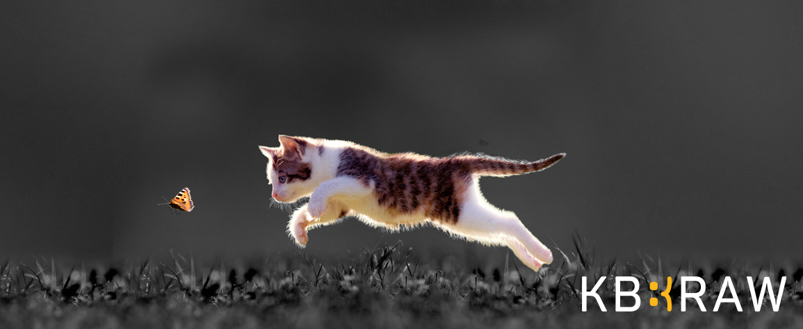 Kittens en rauw voer